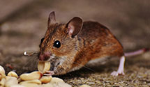 24 Hour & Emergency Exterminators in Biggs Park, NC